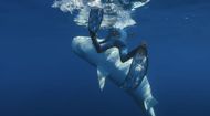 Shark Whisperer (Image via Netflix)